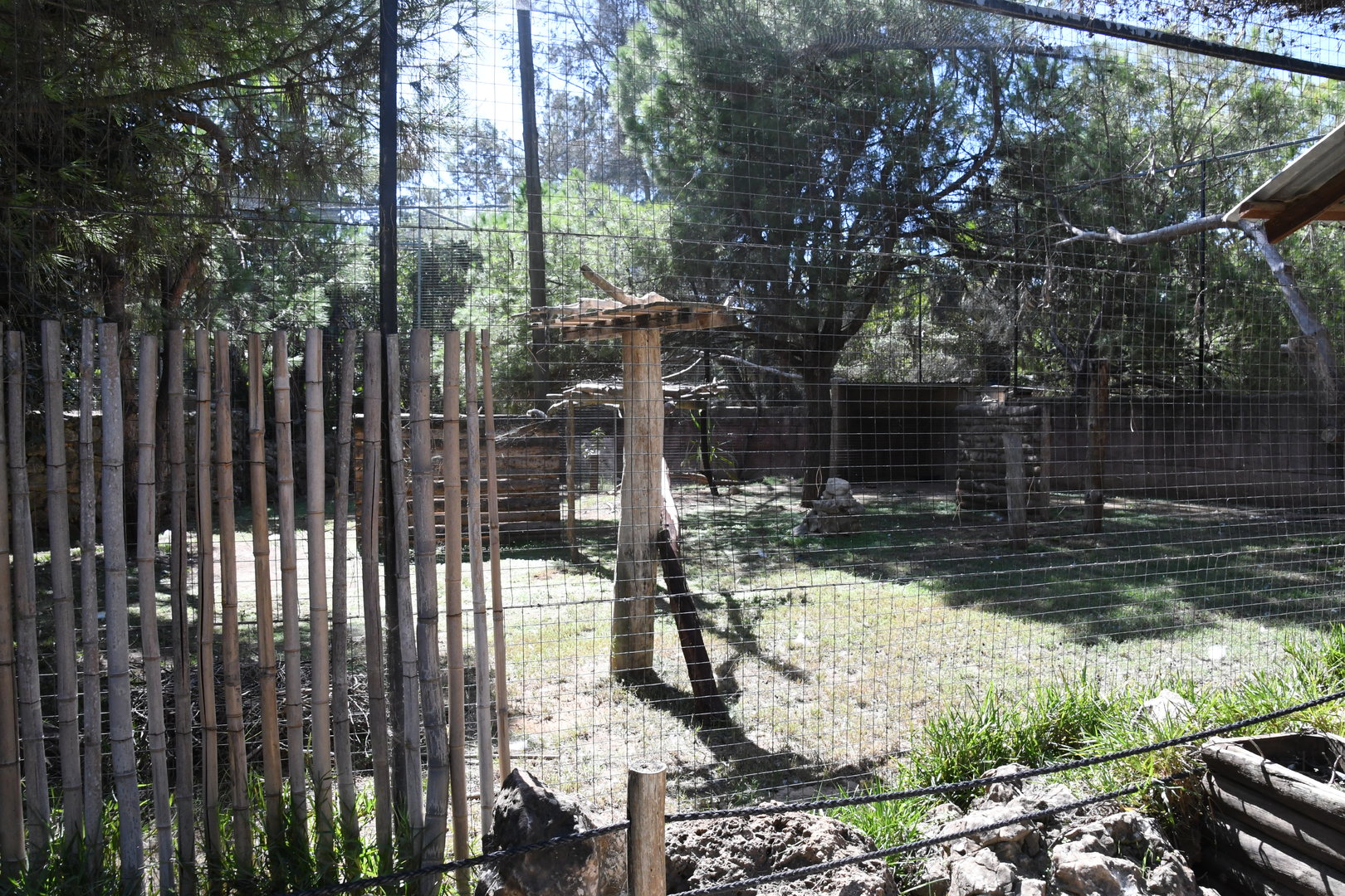 Marabou Storks Aviary