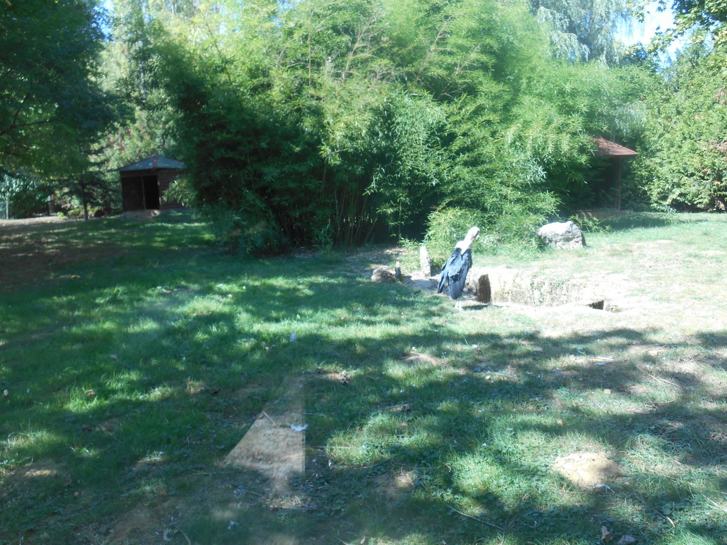 Marabou Storks Exhibit