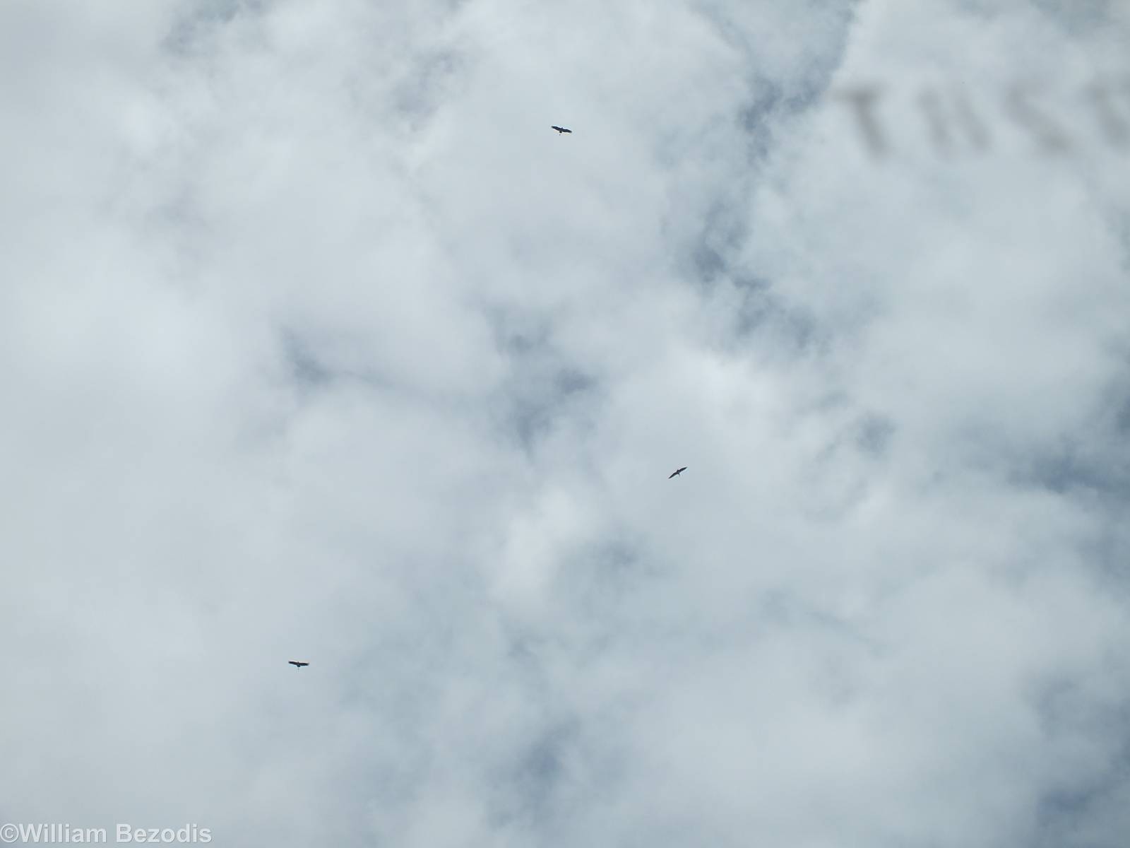 Marabou Storks Flying Overhead
