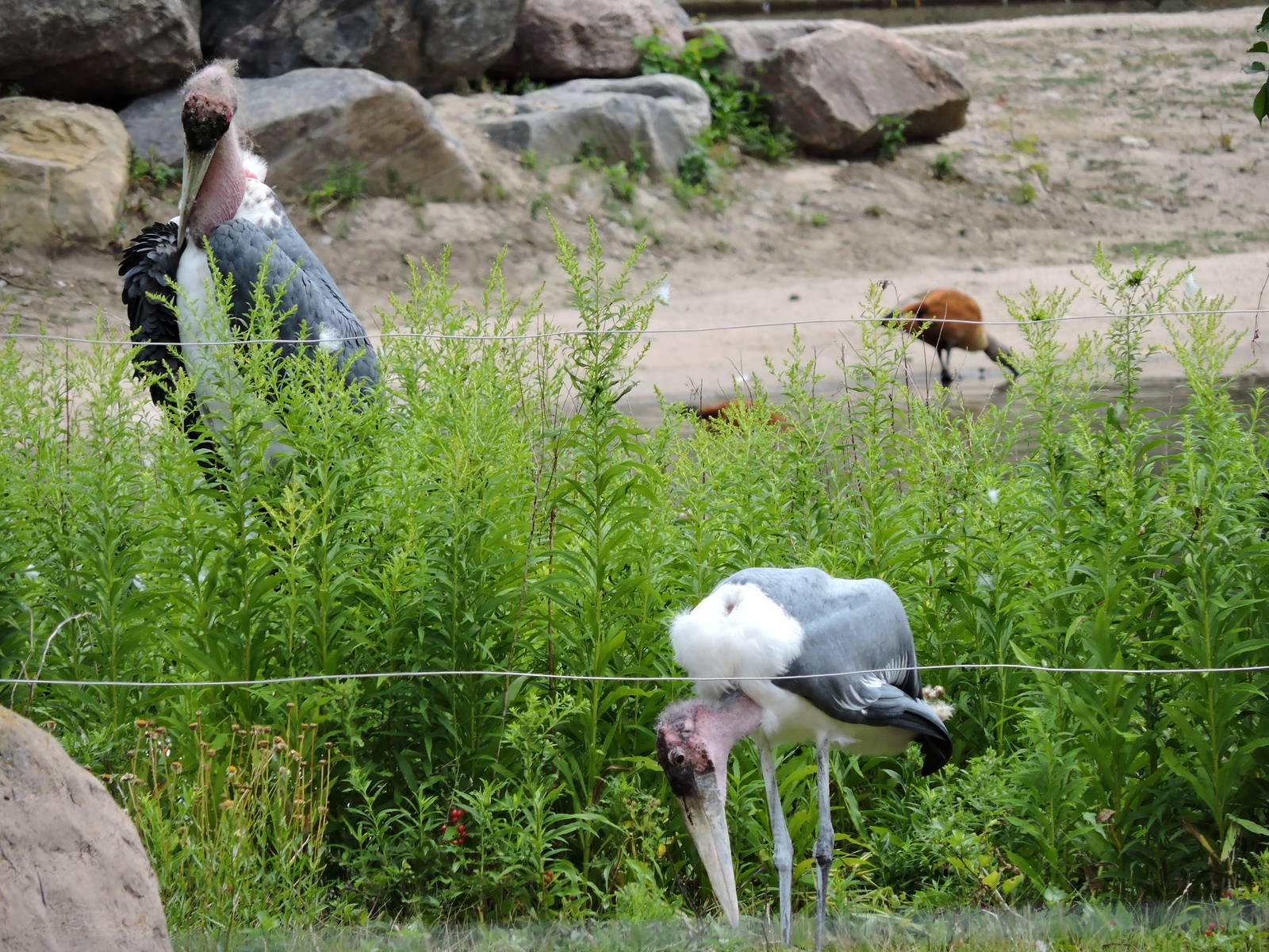 Marabou Storks - George and Grace