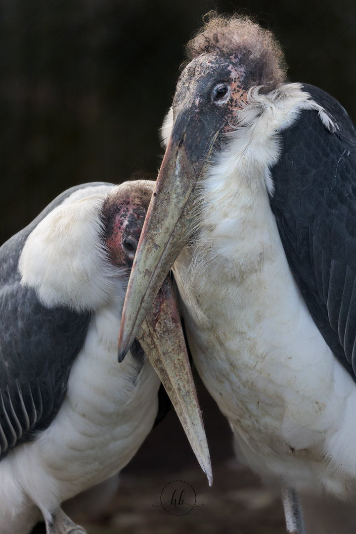 Marabou Storks / Hamerton / 3-2-23