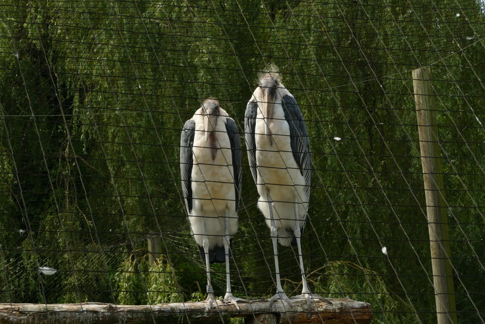 Marabou storks, July 2021