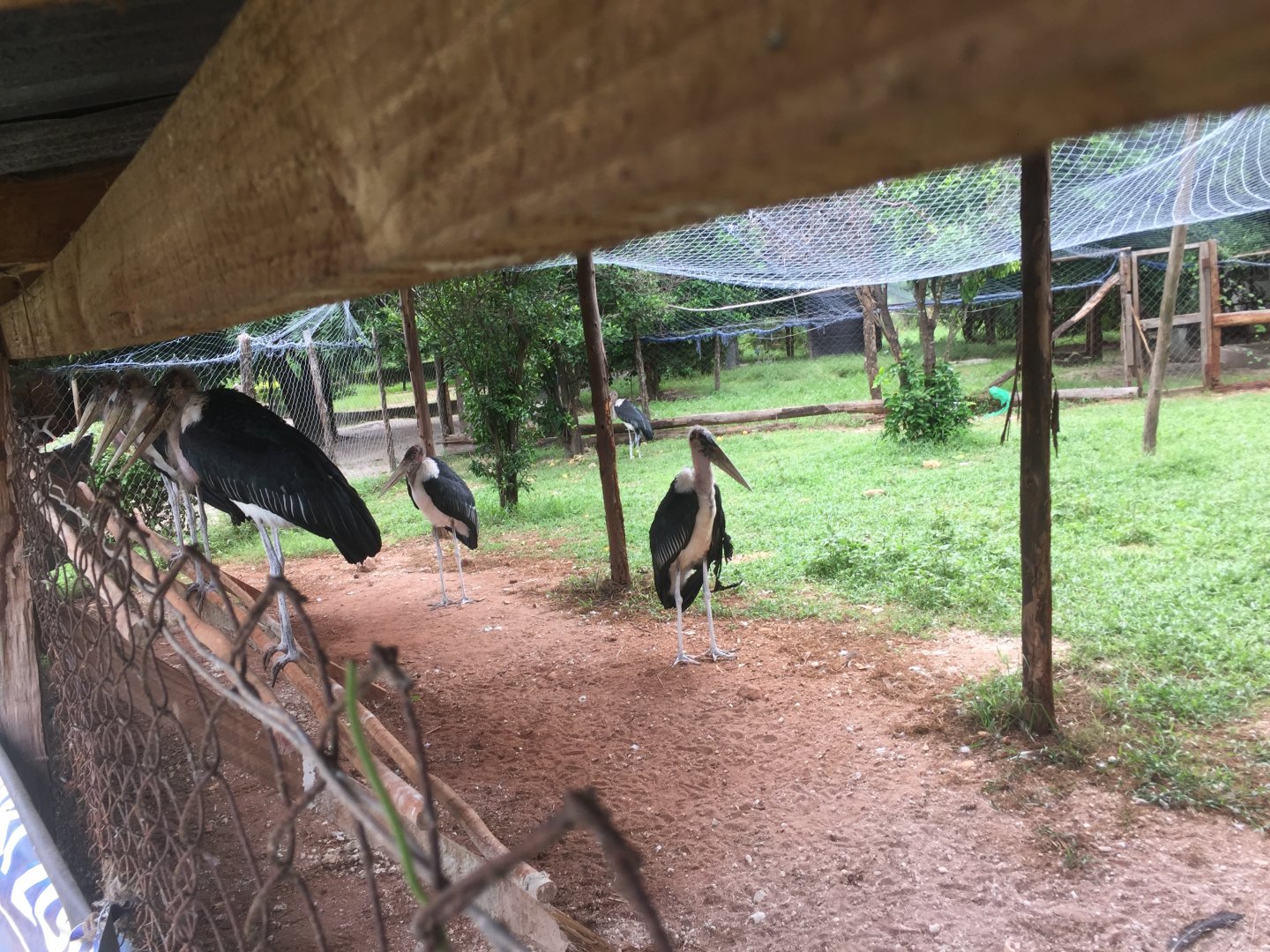 Marabou storks (Leptoptilos crumenifer)