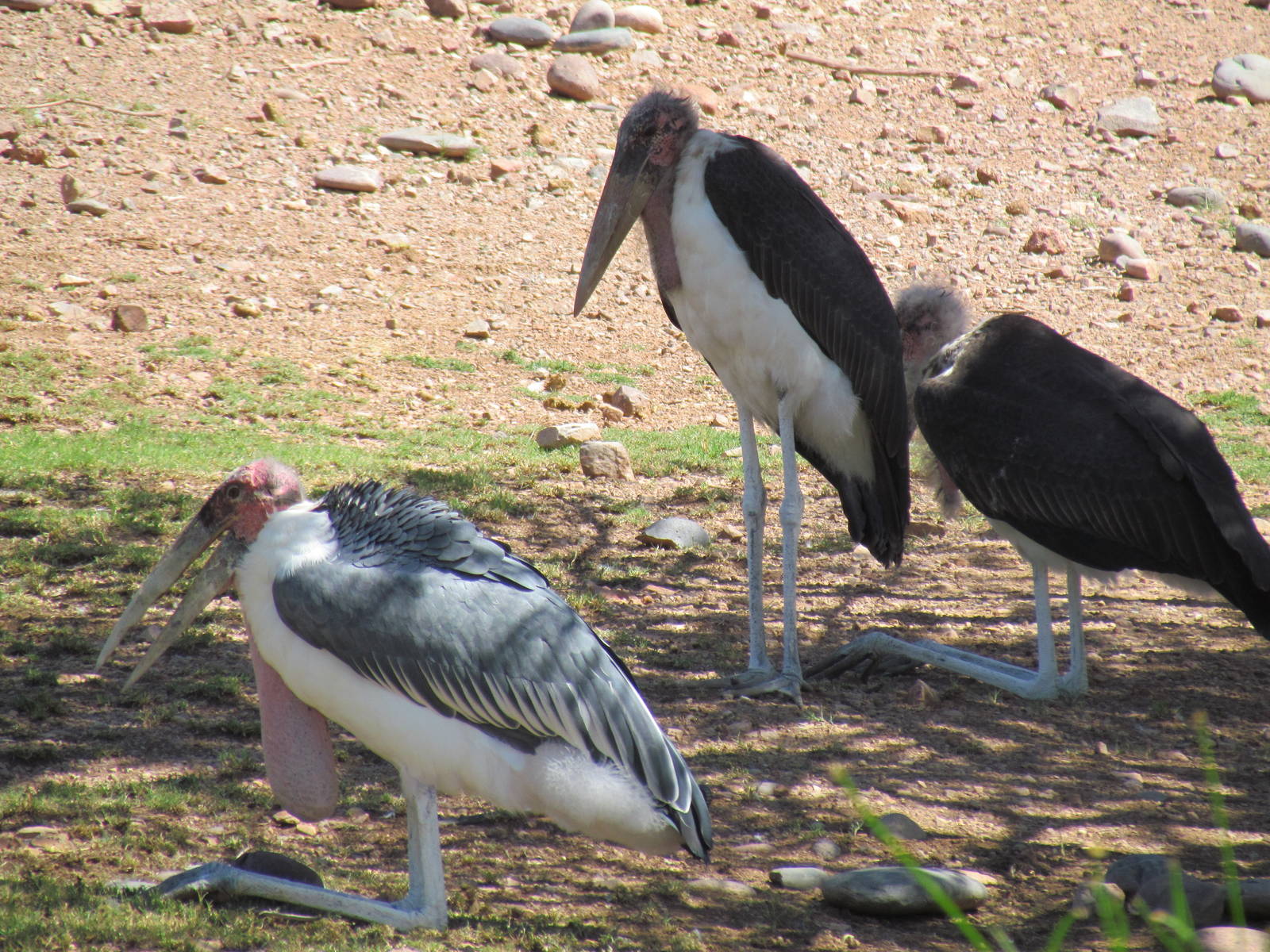 Marabou Storks
