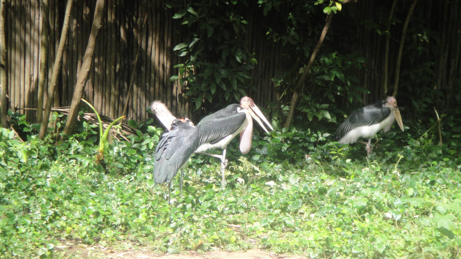 Marabou Storks