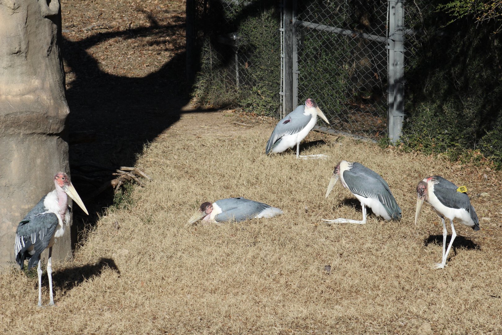 Marabou Storks