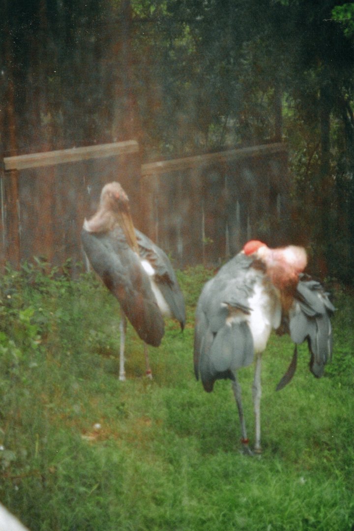Marabou Storks