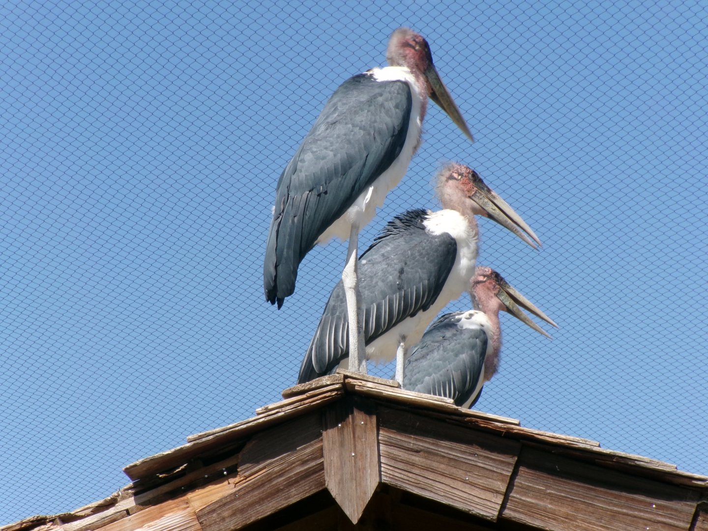 Marabou storks