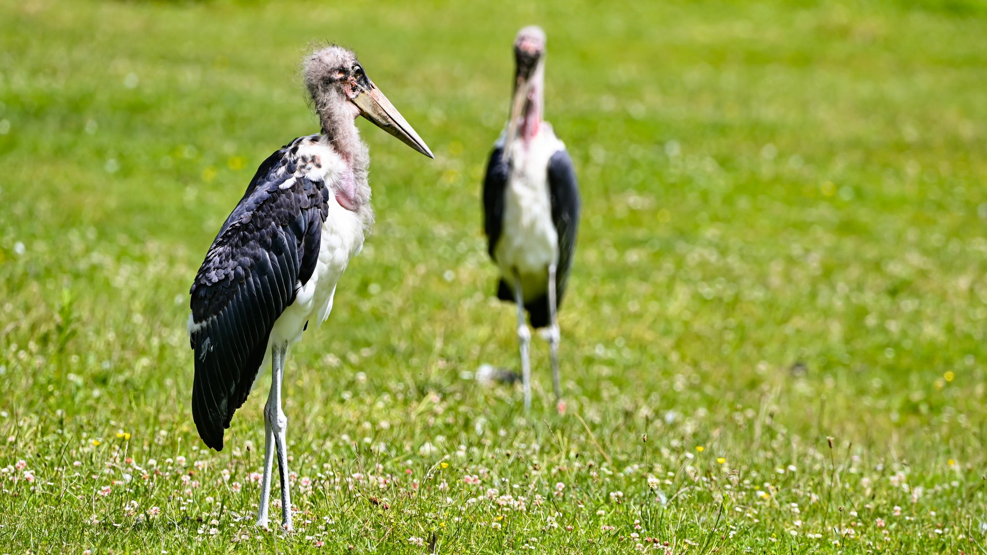 Marabou storks