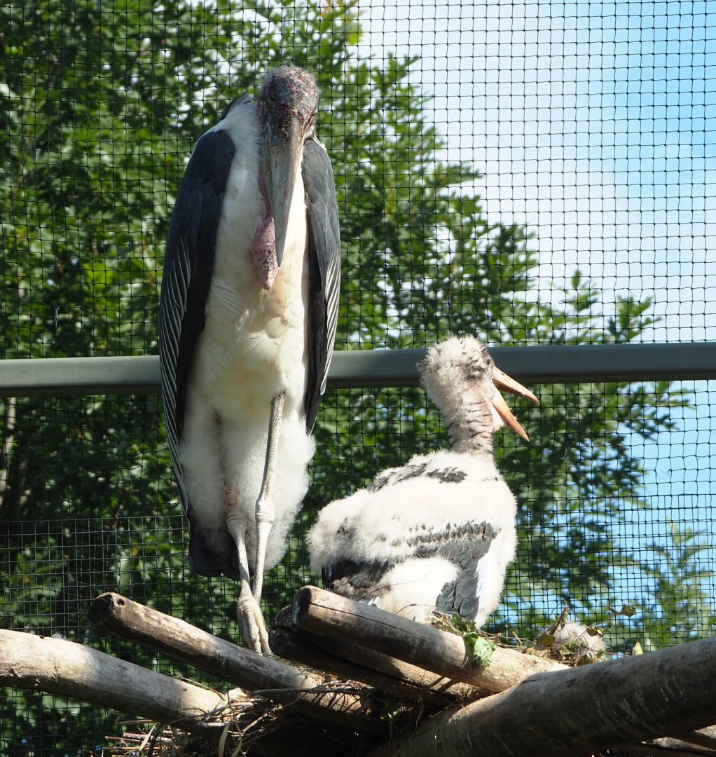 Marabou with chick (Leptoptilos crumenifer), 2021-07-17