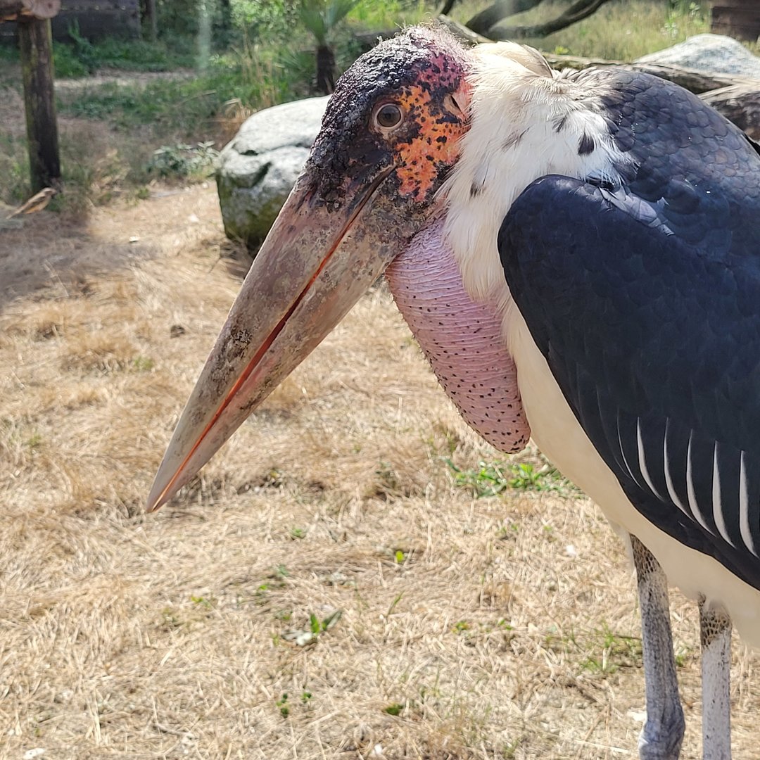 Marabou -Zoo de Labenne (2023)