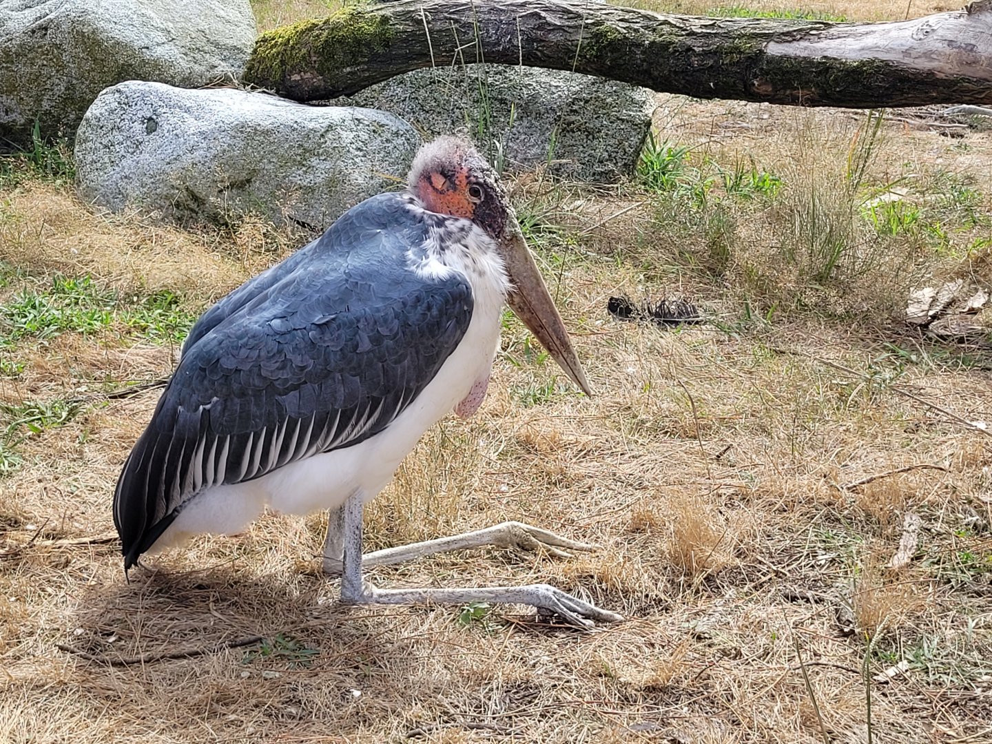 Marabou -Zoo de Labenne (2024)