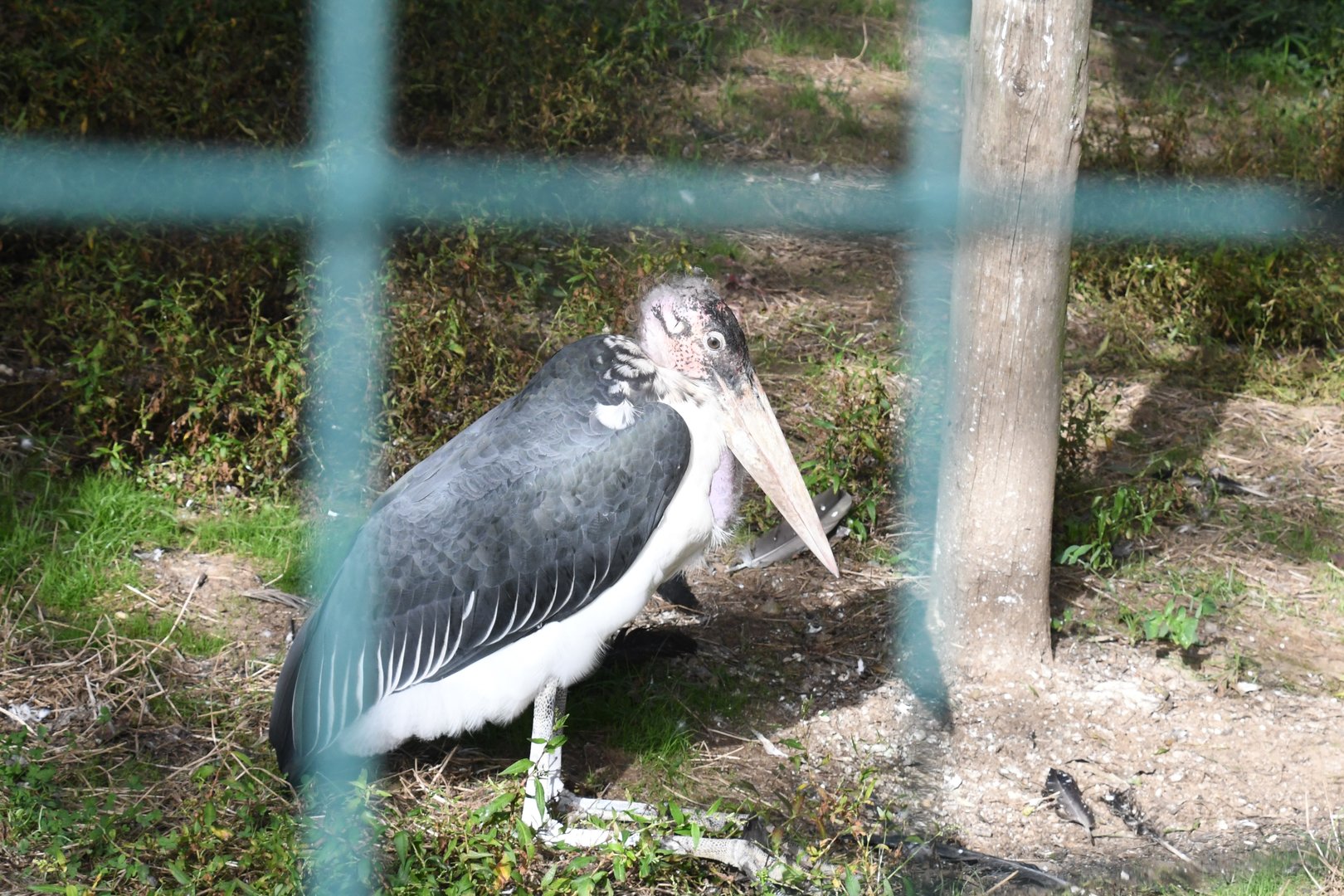 Marabou (Zoo Lourosa)