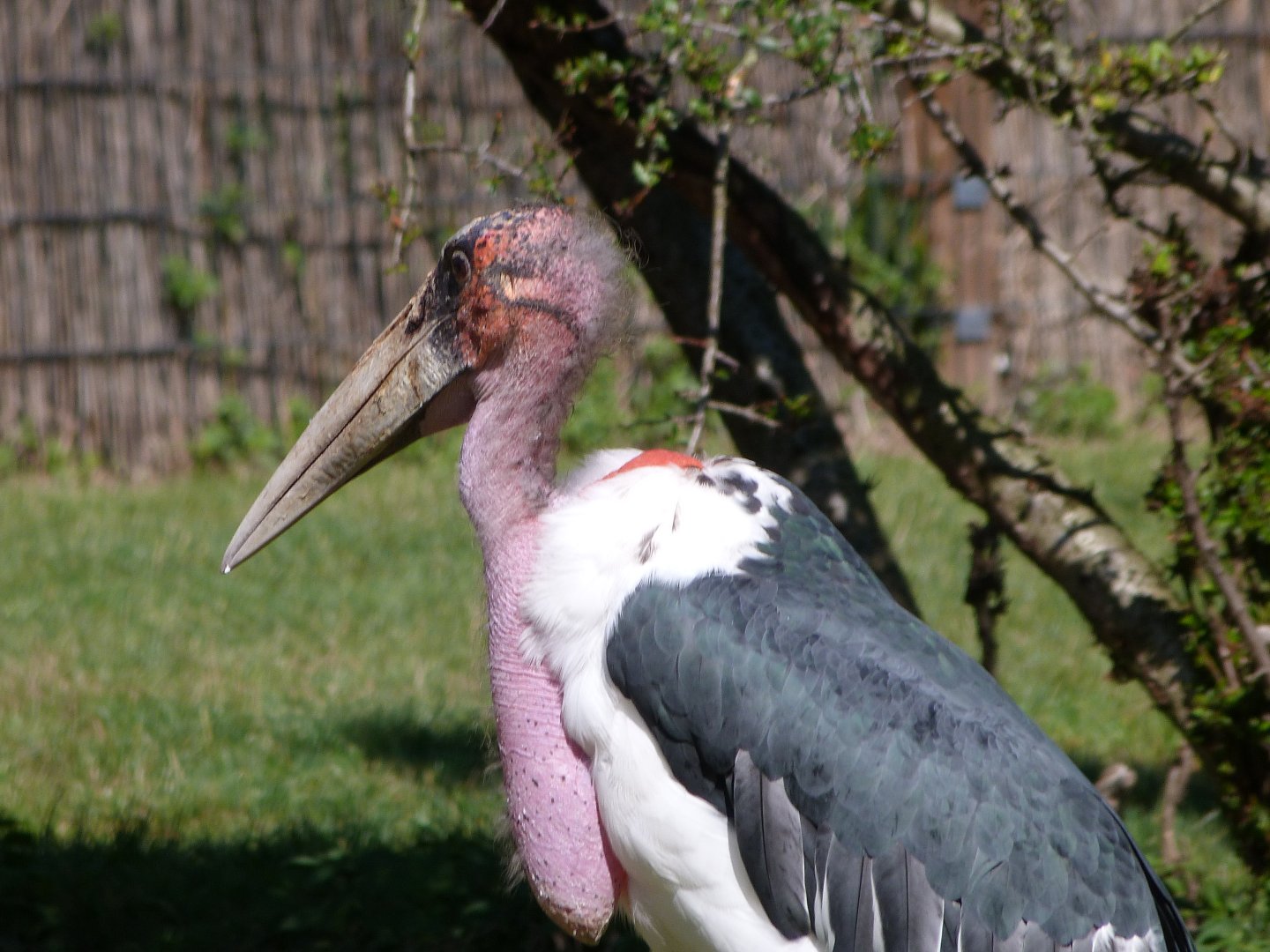 Marabou -Zoo Praha (2025)