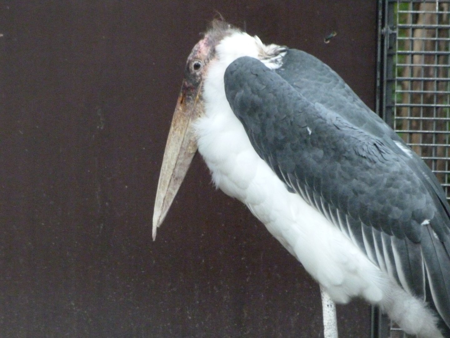 Marabou -Zoologischer Garten Berlin (2024)