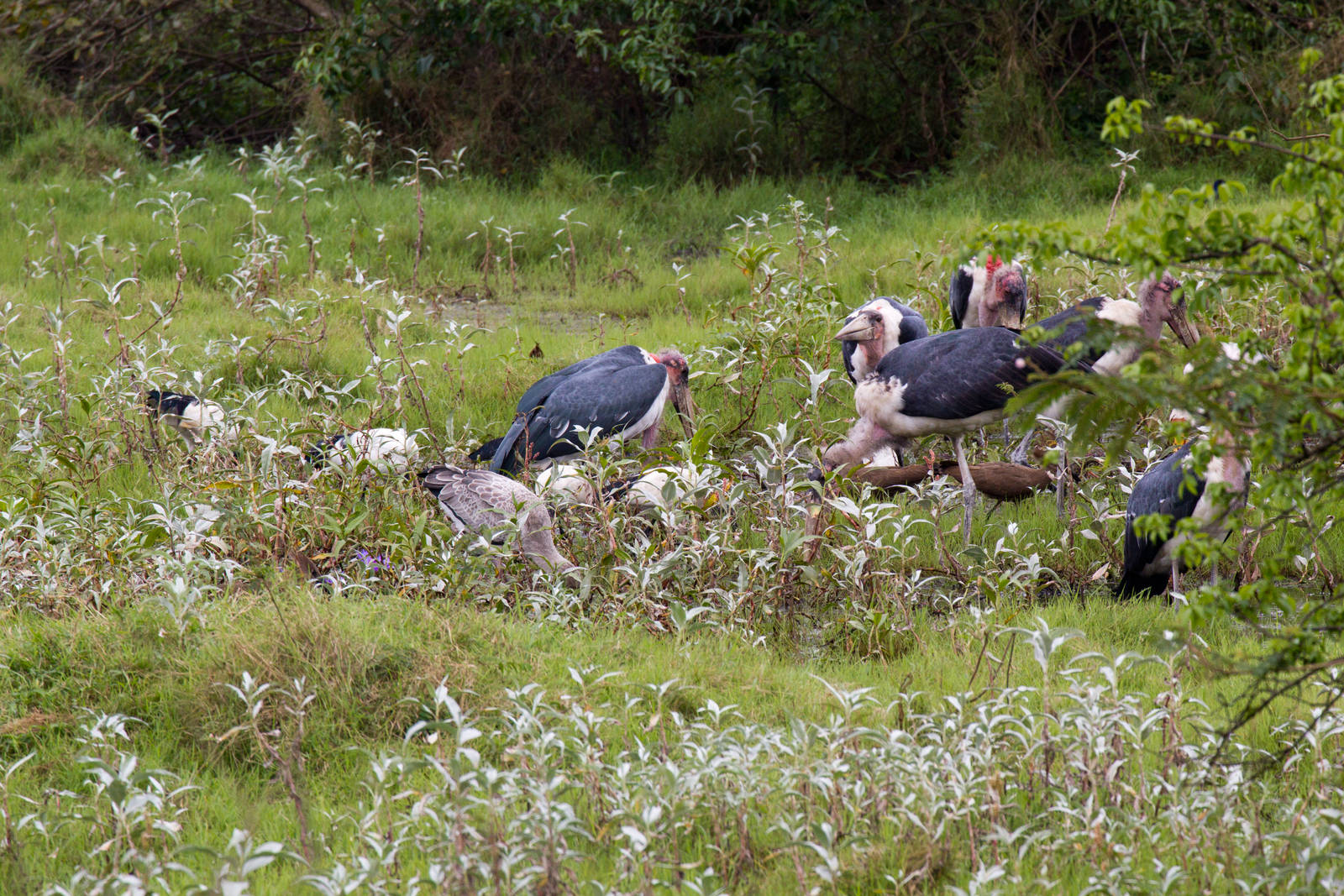 Marabous and other storks