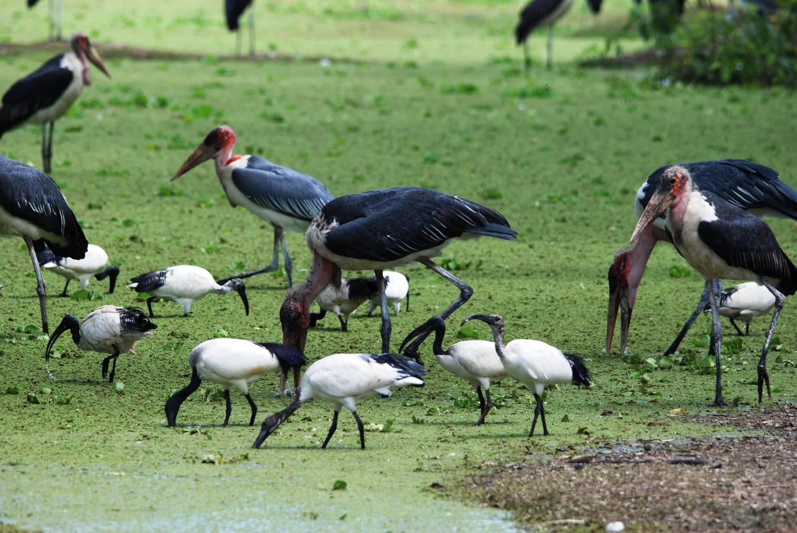 Marabous and Sacred Ibis at Ziway, 13/10/14