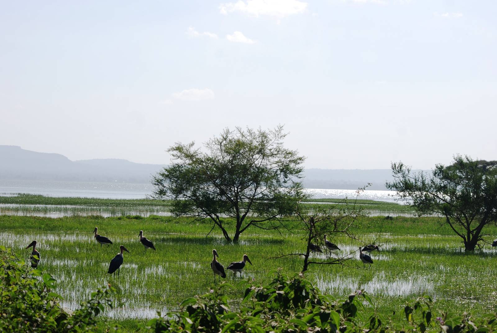 Marabous at Hawassa, 16/10/14