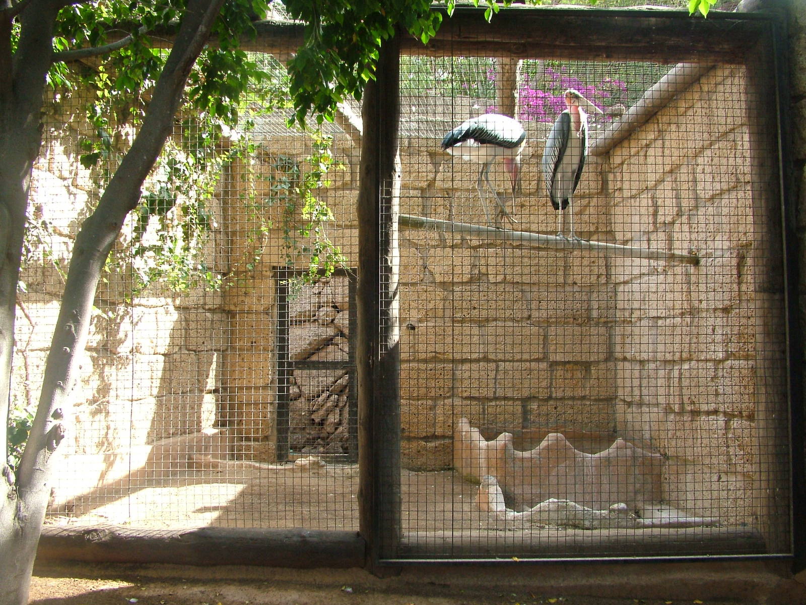 Marabous at Jungle Park (Las Aguilas), 13/11/10