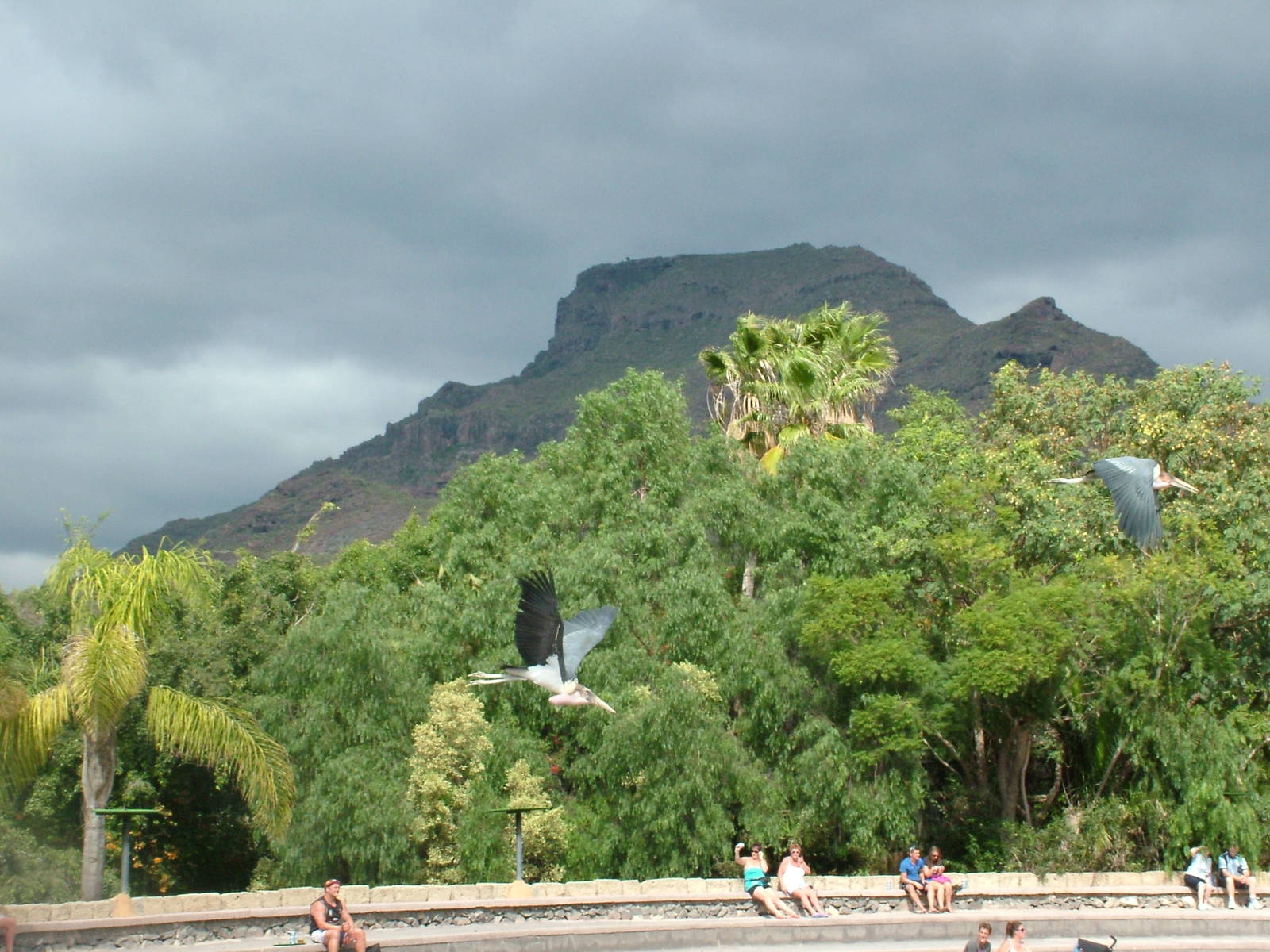 Marabous in Flight: Bird Show at Jungle Park (Las Aguilas), 13/11/10