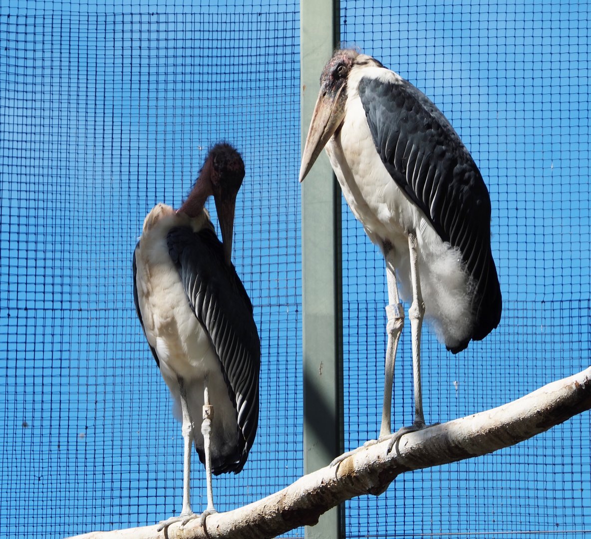 Marabous (Leptoptilos crumenifer), 2020-06-28