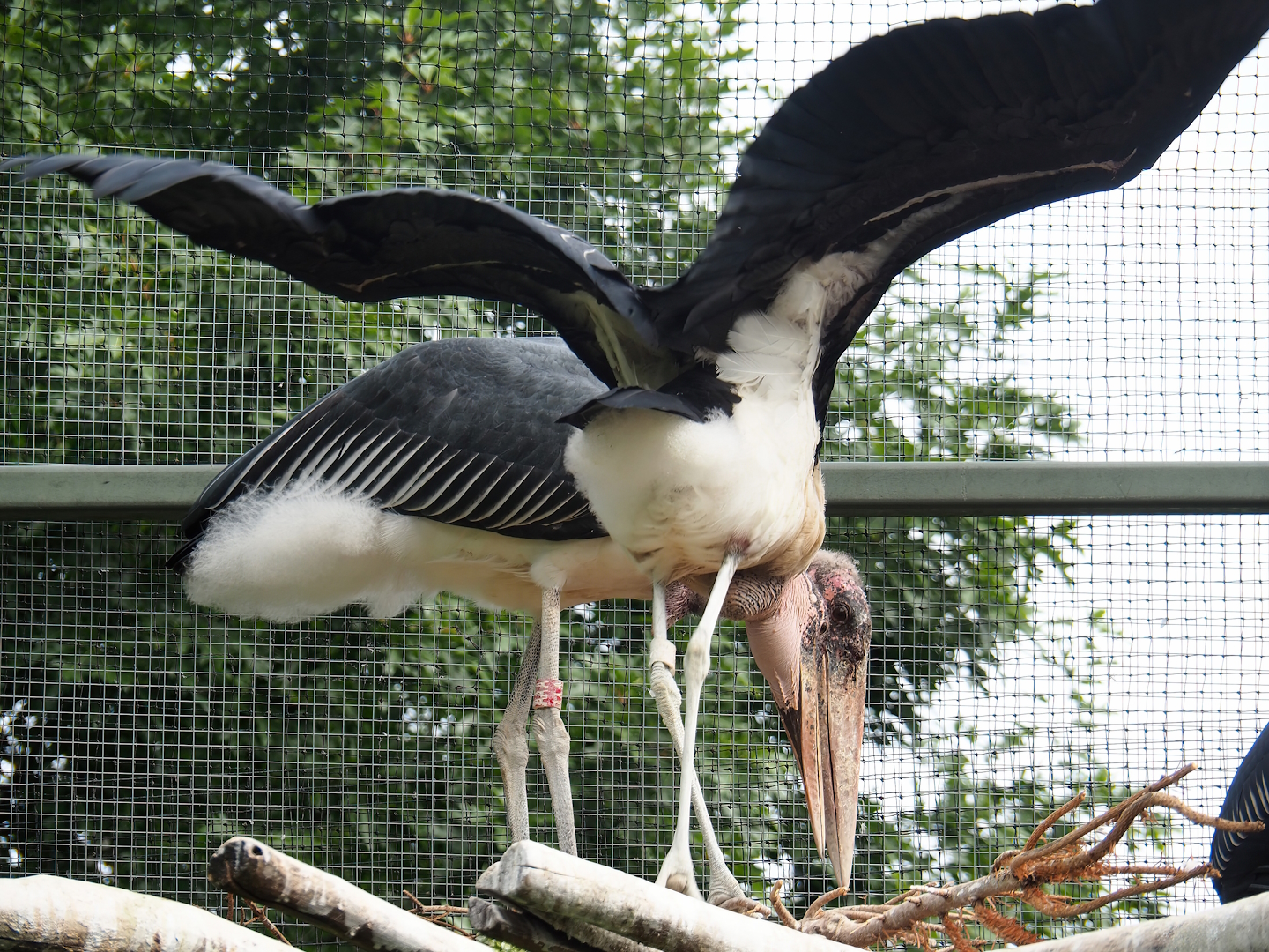 Marabous (Leptoptilos crumenifer), 2022-07-10