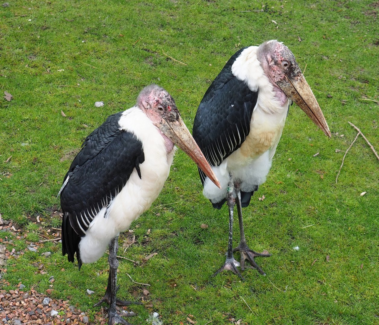 Marabous (Leptoptilos crumenifer), 2023-05-15