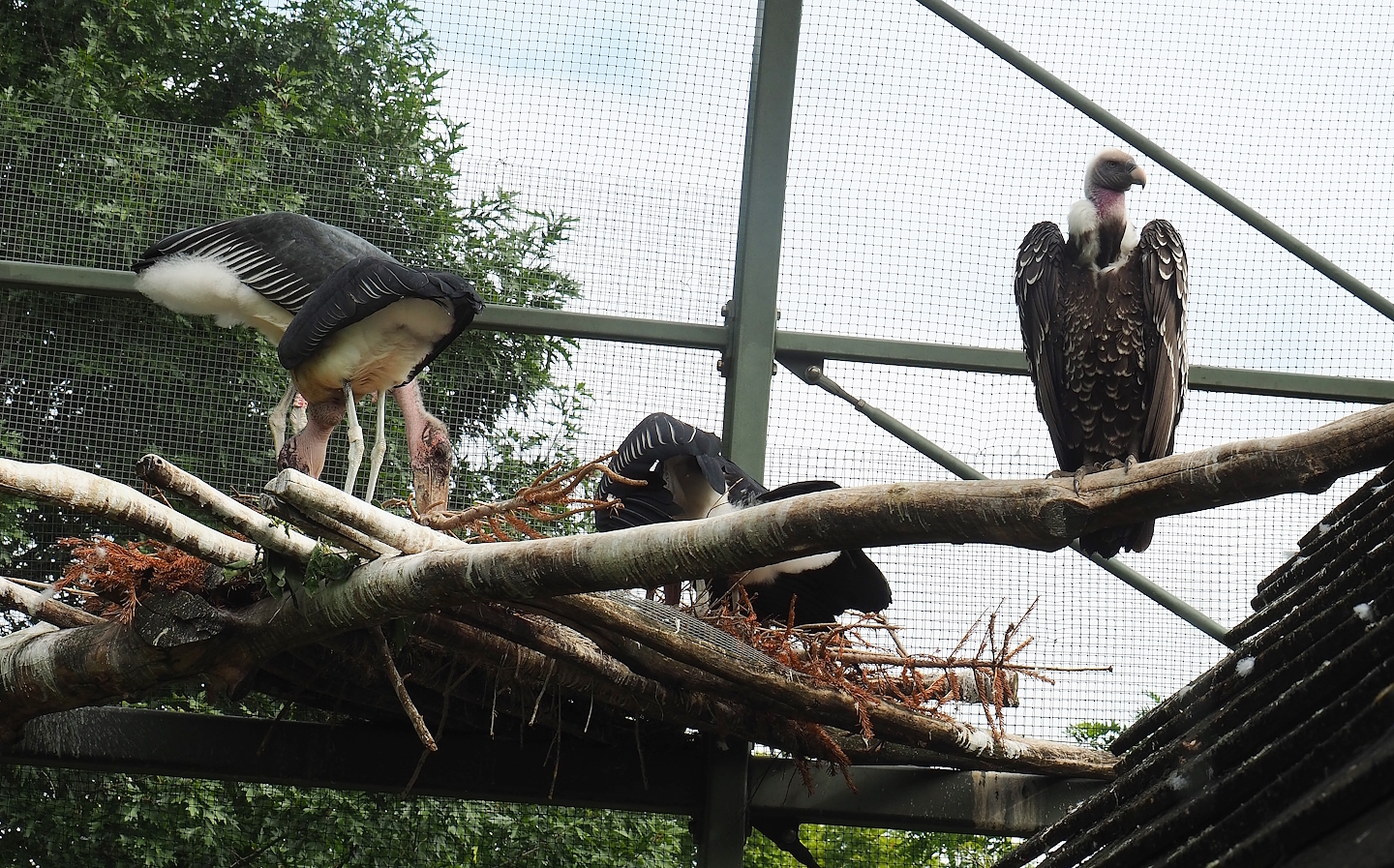 Marabous (Leptoptilos crumenifer) and Rüppell's griffon vulture (Gyps rueppelli rueppelli), 2022-07-10