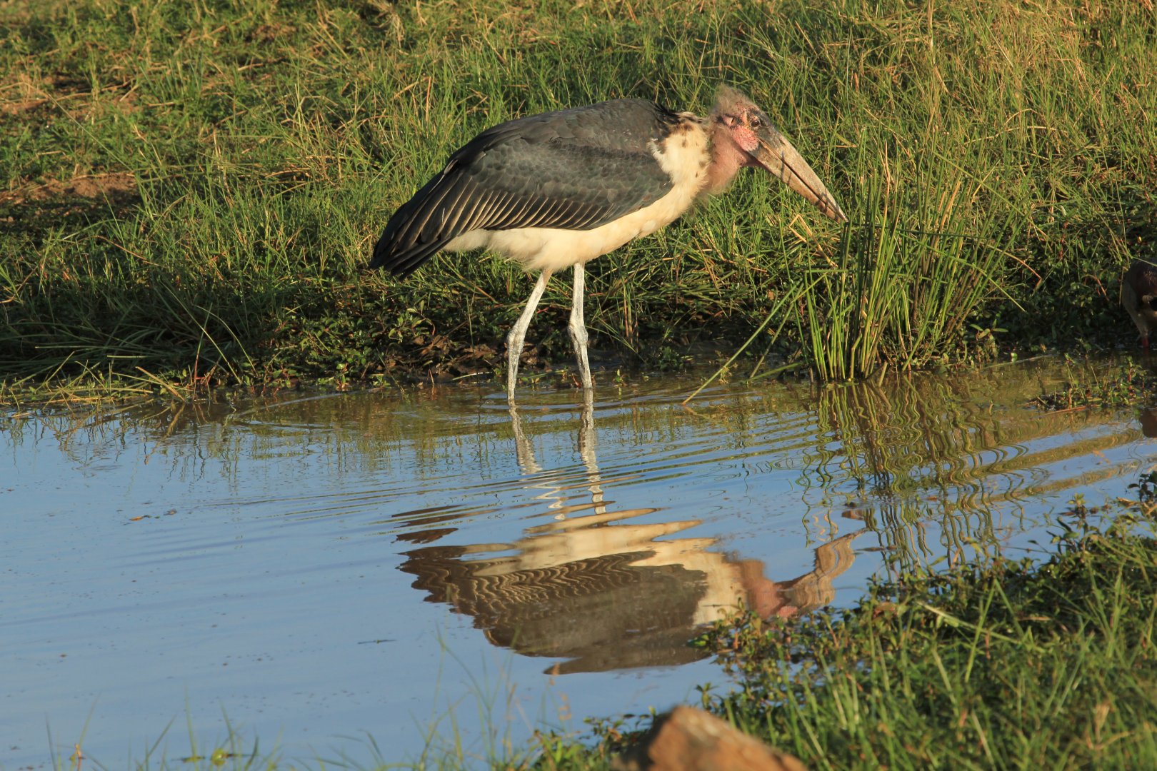 Marabu - Masai Mara (September 2018)
