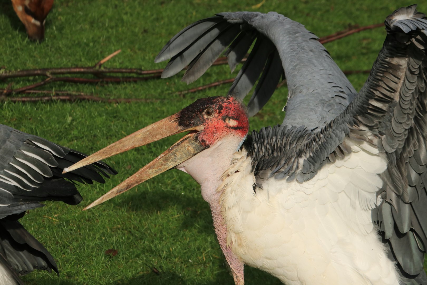 Marabu (November 2019)