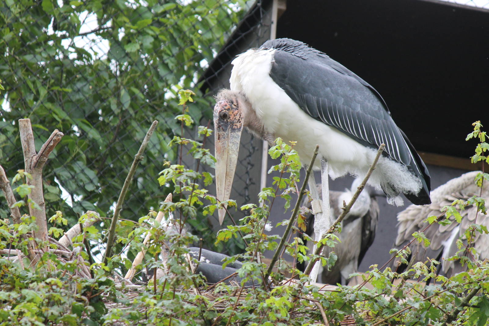 Marabu stork on nest.