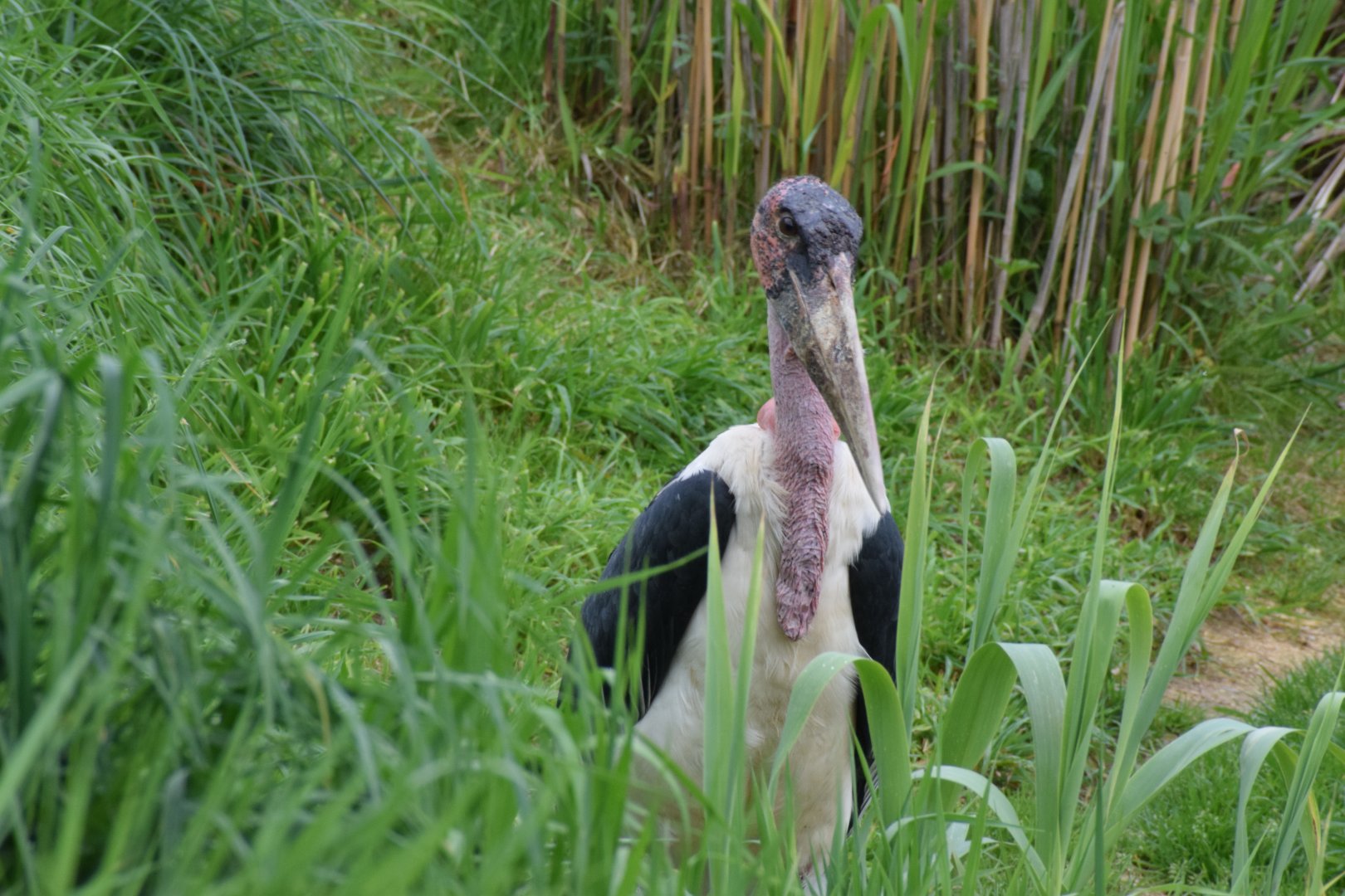 Marabu stork