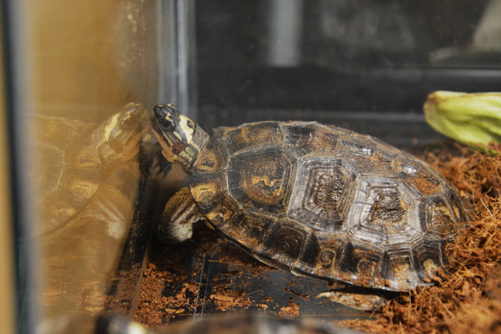 Maracaibo wood turtle (Rhinoclemmys diademata)