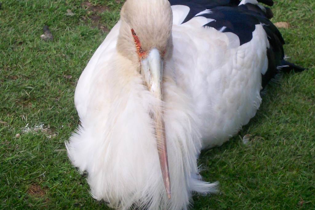 Maraguai stork
