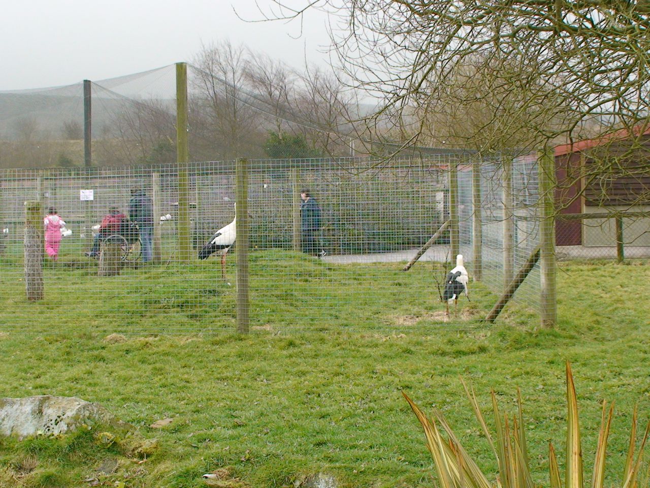 Maragui stork aviary