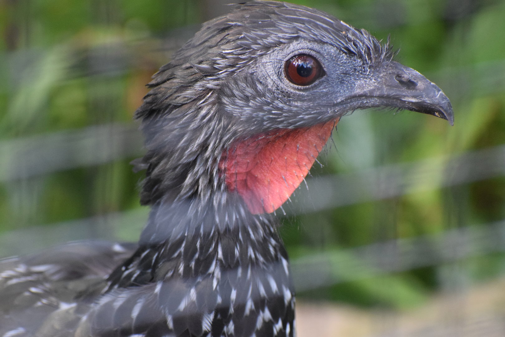 Marail guan - August 2023