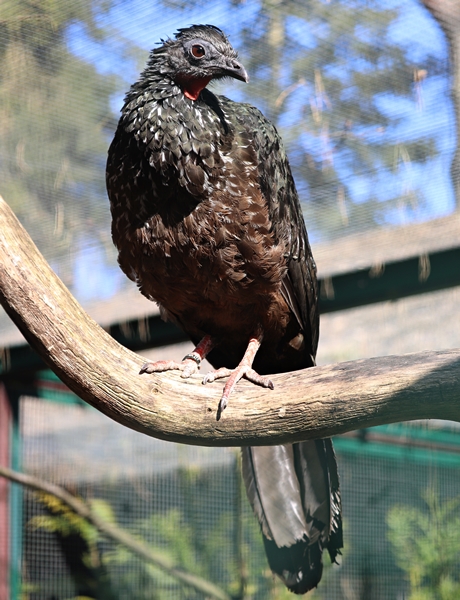 Marail guan (Penelope marail)