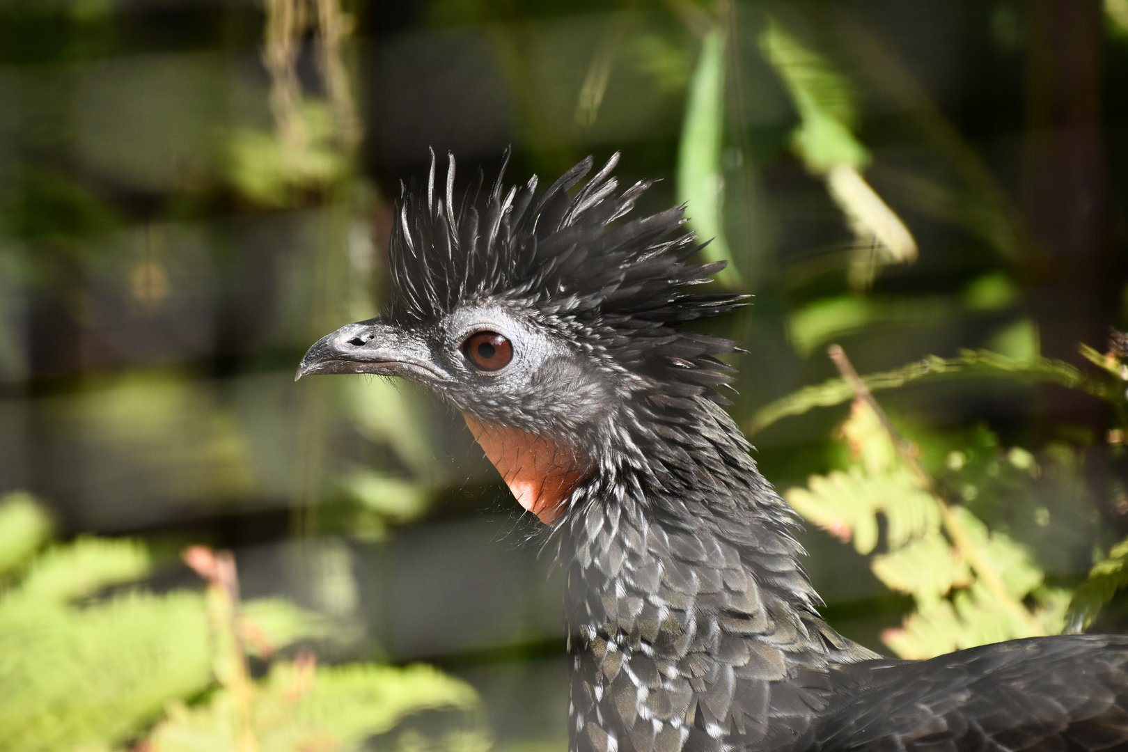 Marail guan, Penelope marail