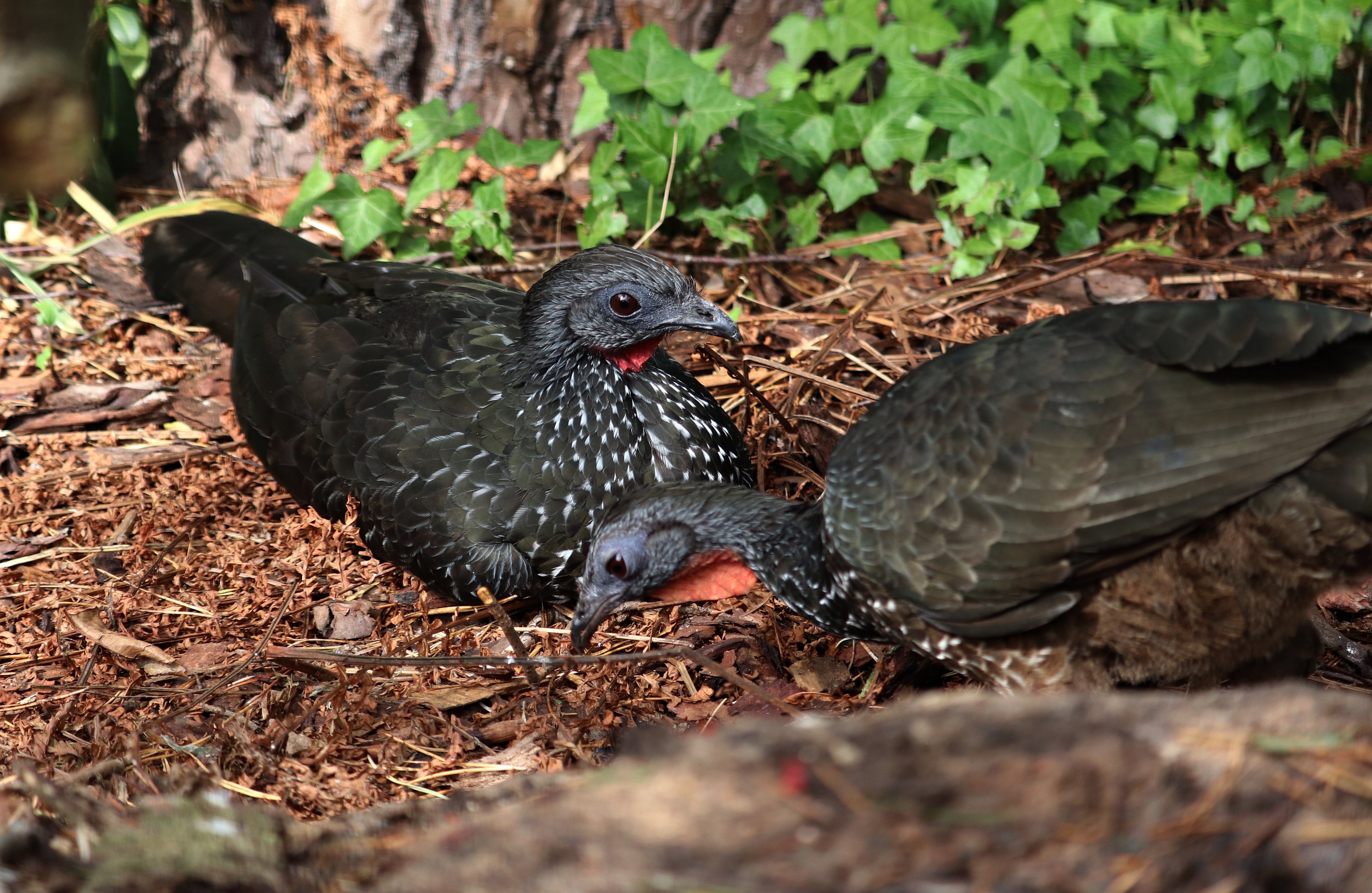 Marail guans (Penelope marail)