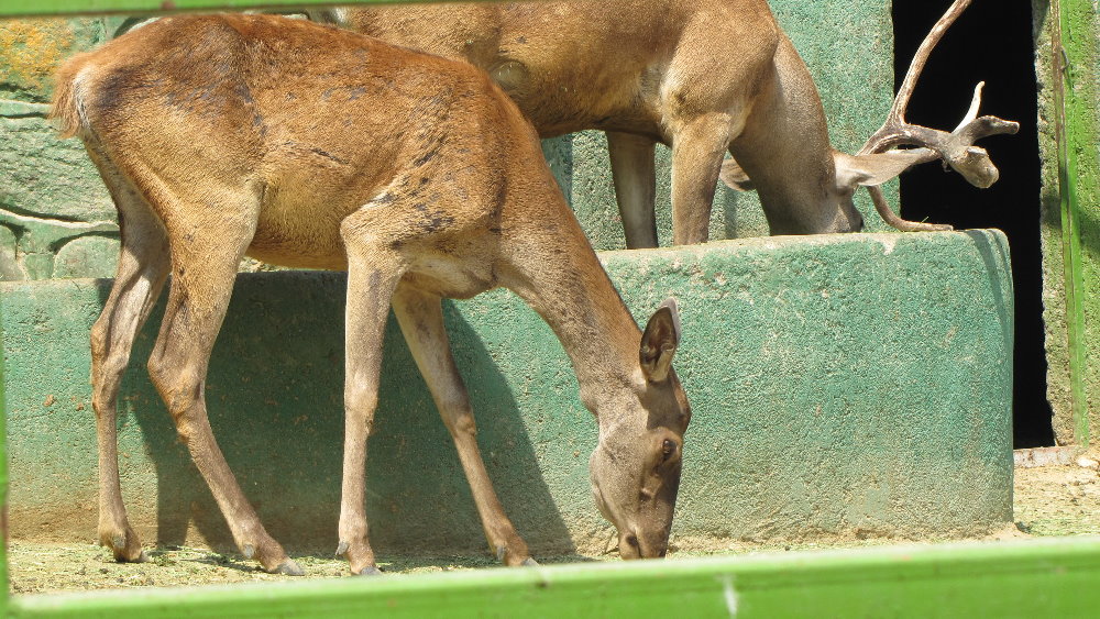 maral red deer (tehran zoo)