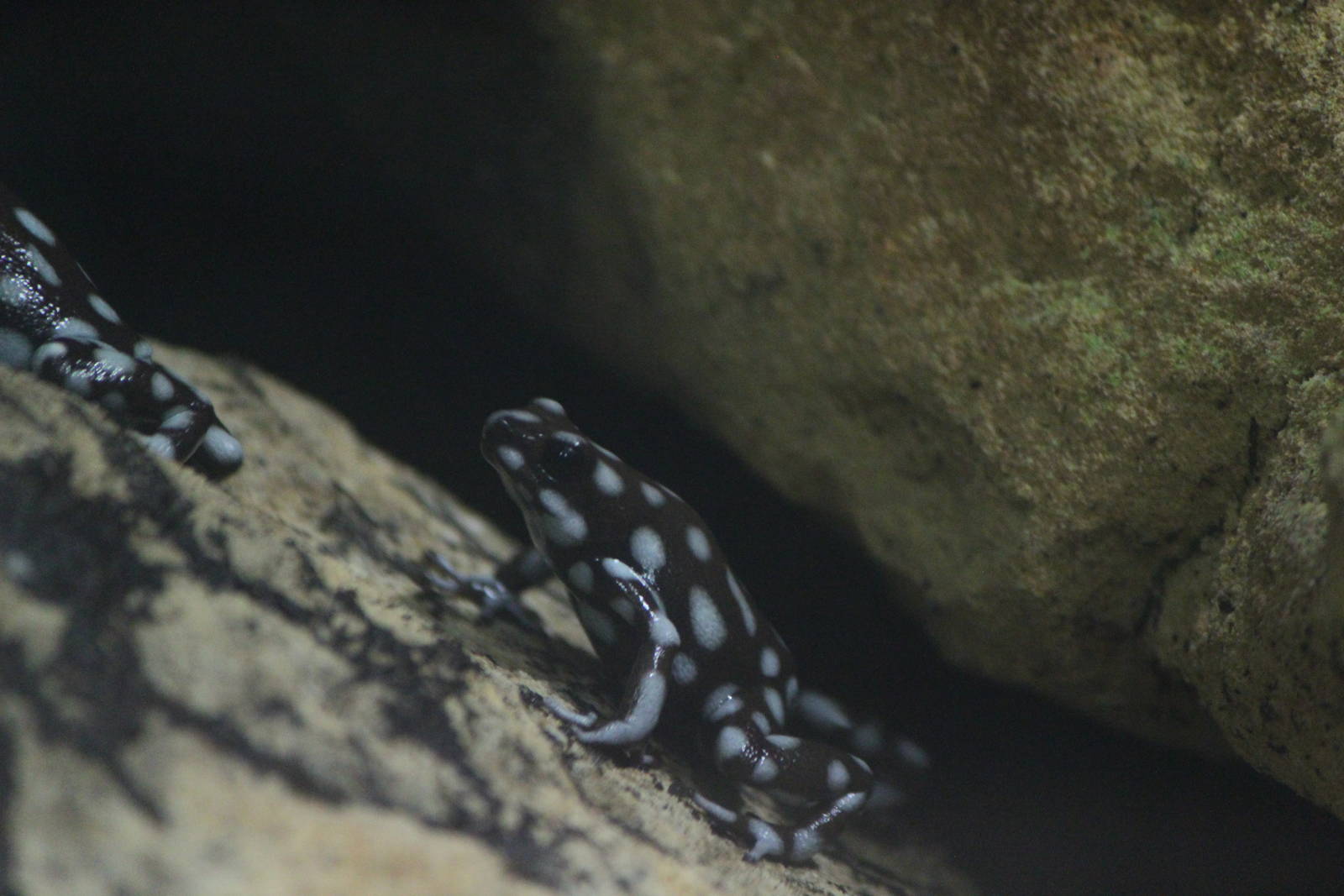 Maranon dart frog