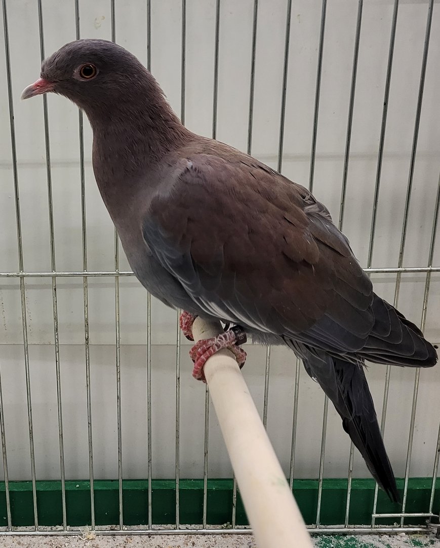 Maranon or Peruvian pigeon