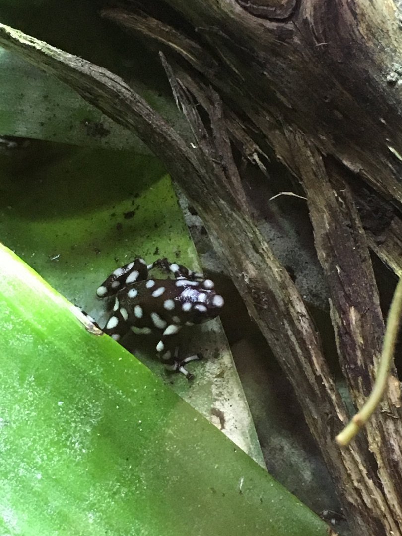 Maranon poison dart frog 121216