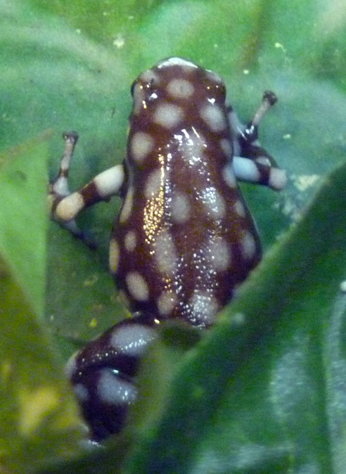 Maranon poison dart frog (Dendrobates mysteriosus)
