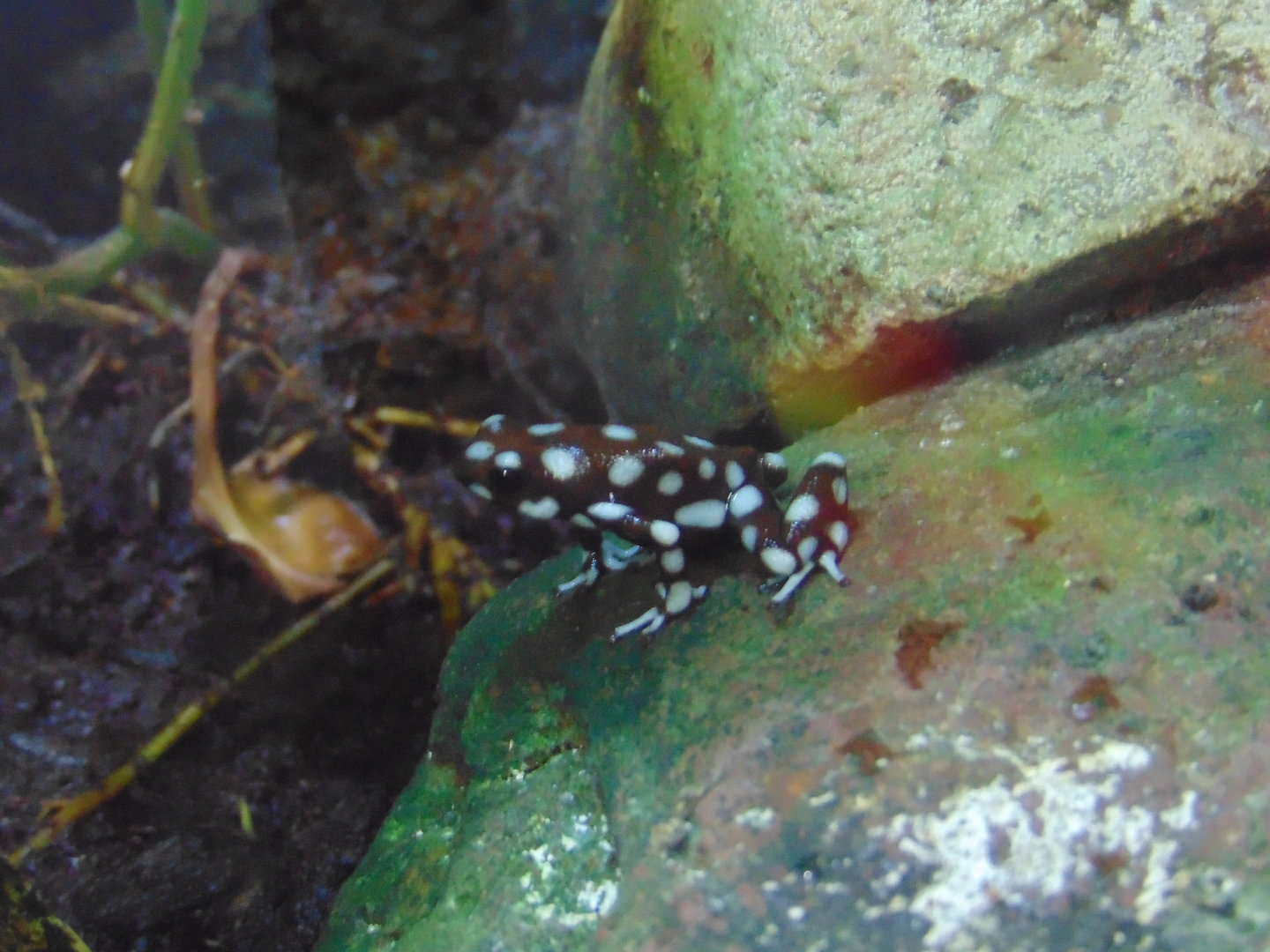 Marañón Poison Dart Frog
