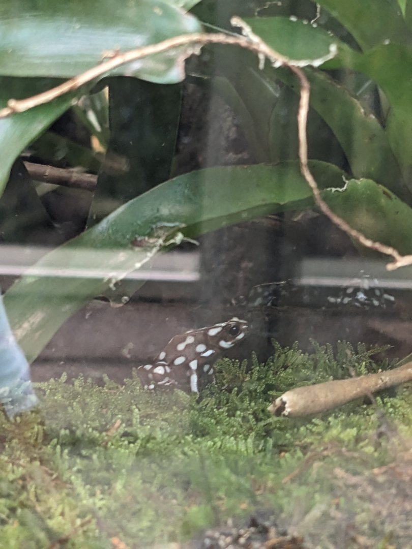 Maranon Poison Dart Frog