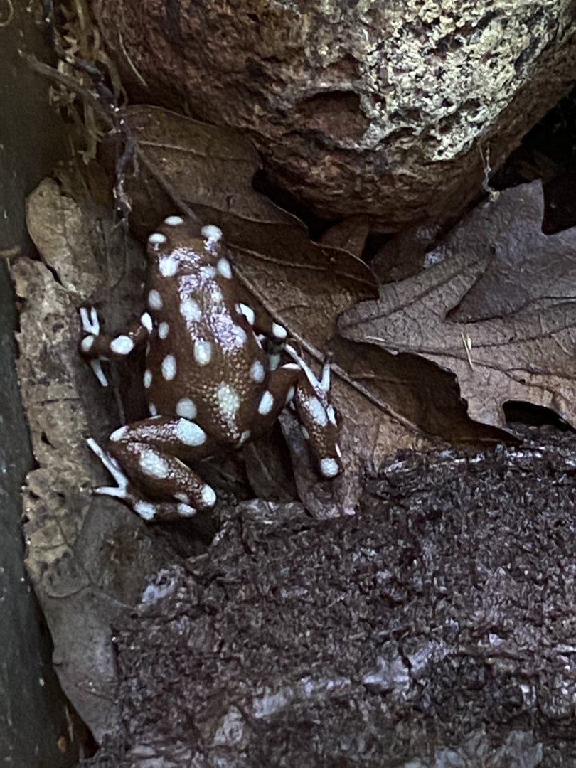 Maranon poison frog 021120