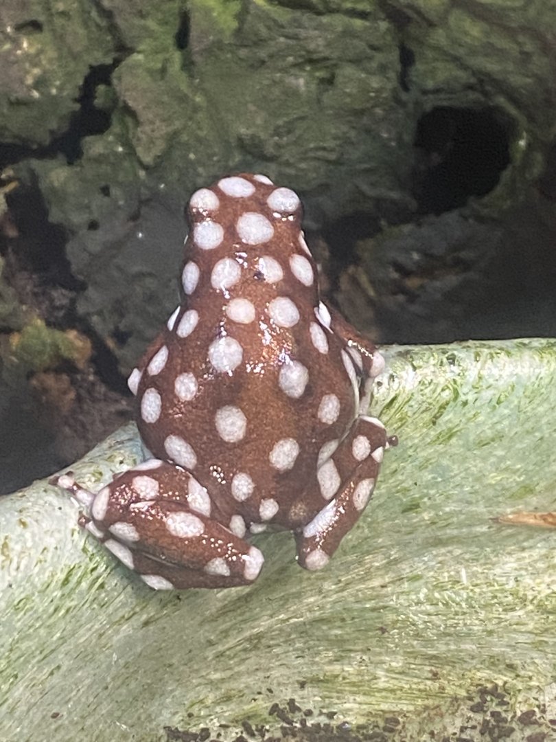 Maranon poison frog 040324