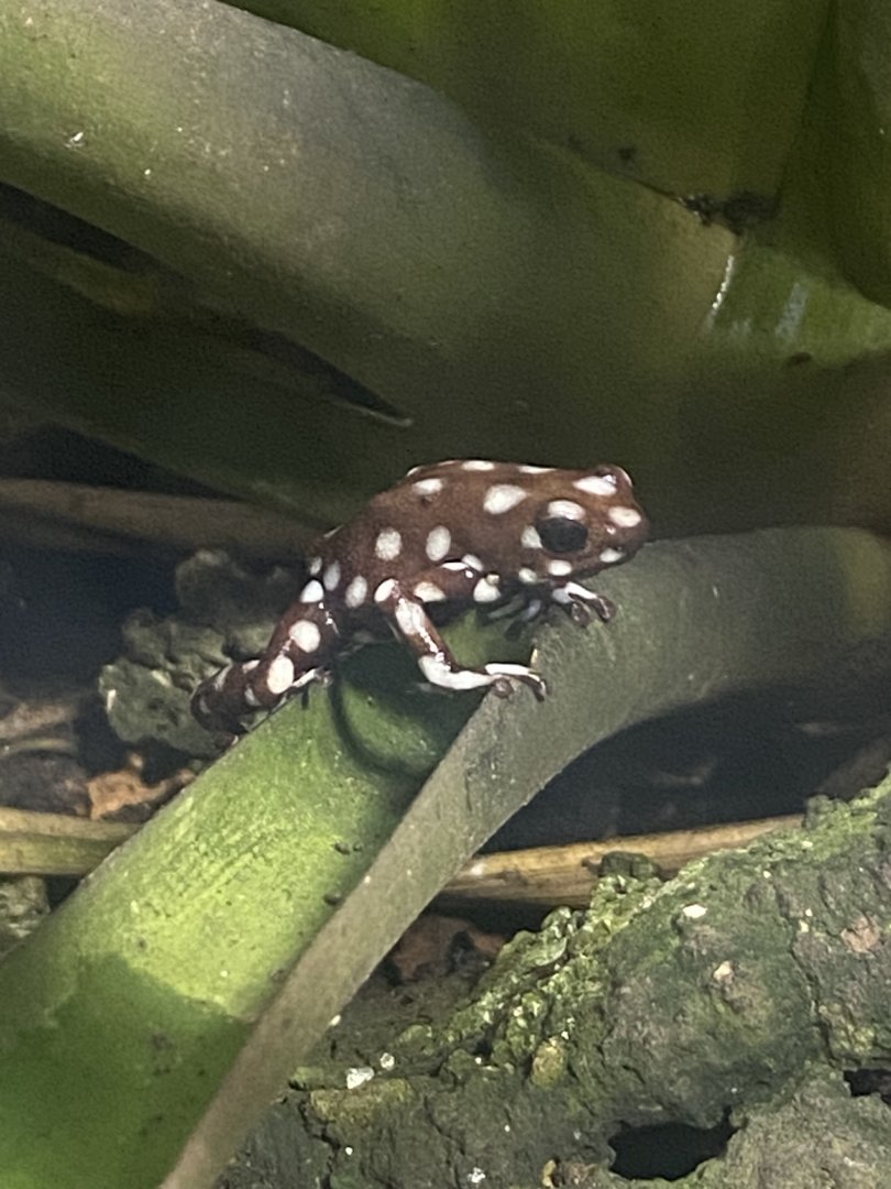 Maranon poison frog 040324