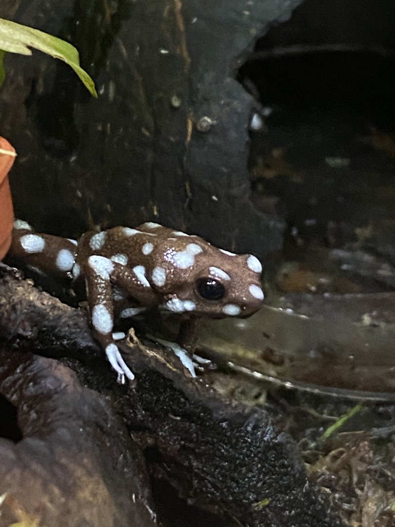 Maranon poison frog 050820